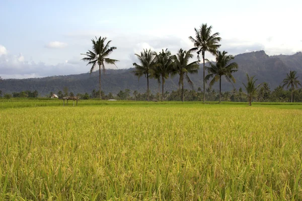 Belos campos de arroz em bali — Fotografia de Stock