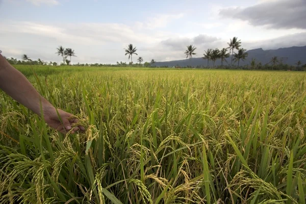 Красивые рисовые поля на Бали — стоковое фото
