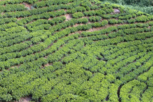 Sri lanka çay bahçesi dağlar — Stok fotoğraf