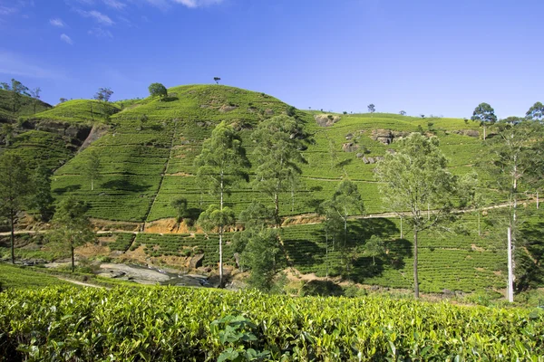 Sri Lanka chá jardim montanhas — Fotografia de Stock