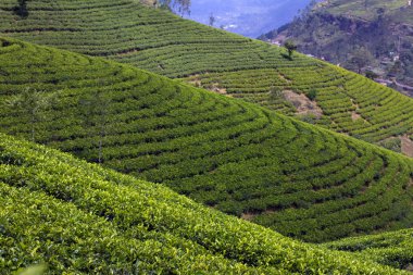 Sri lanka çay bahçesi dağlar