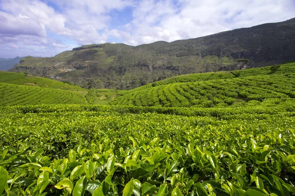 Sri Lanka chá jardim montanhas — Fotografia de Stock