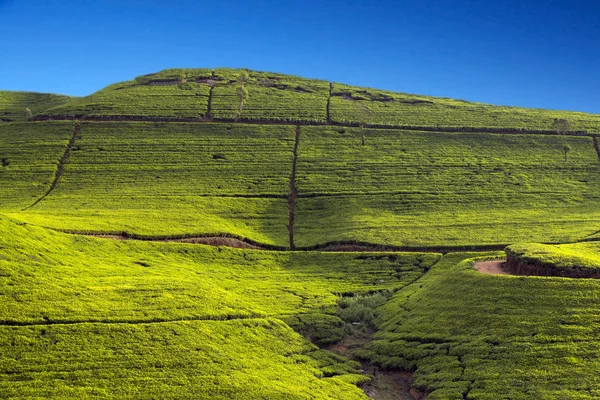 Sri Lanka tea garden mountains — Stock Photo, Image