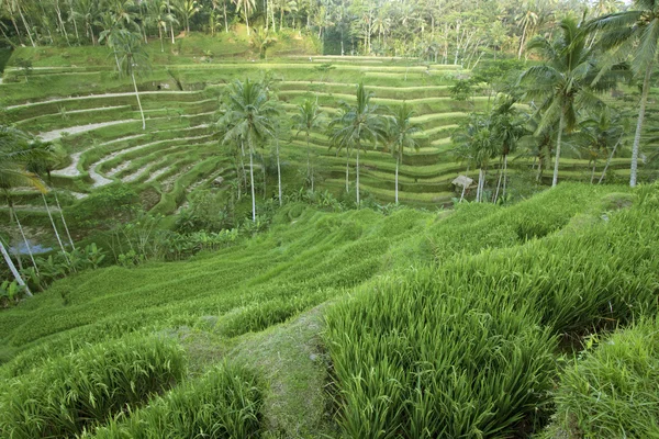 Tegalalang rice terrace, bali, indonesia — Stock Photo, Image