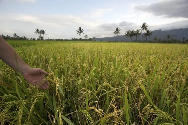 Beautifful rice fields in bali — Stock Photo, Image