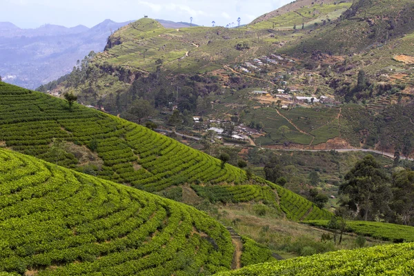 Sri lanka çay bahçesi dağlar — Stok fotoğraf