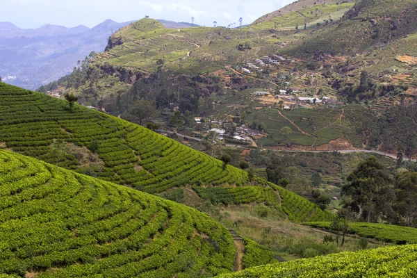 Sri Lanka chá jardim montanhas — Fotografia de Stock