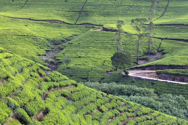 Sri lanka çay bahçesi dağlar — Stok fotoğraf