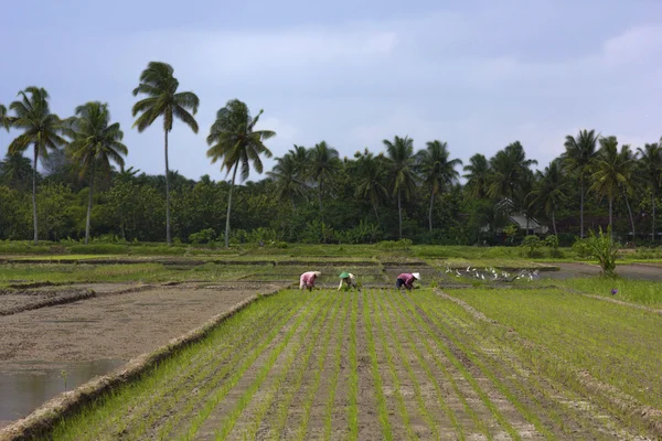Agriculture workers on rice field — Stock Photo, Image