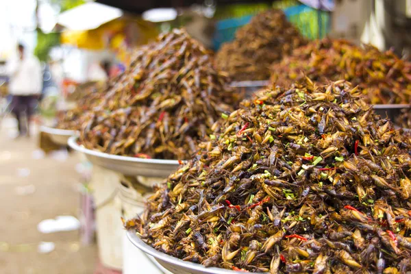 Διαβόητο bug φαγητό της Ασίας Royalty Free Εικόνες Αρχείου