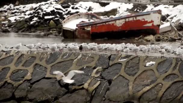 Escena del puerto de invierno con gaviotas — Vídeos de Stock