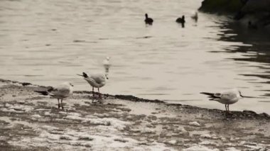 Kış liman sahne sürü martı ile
