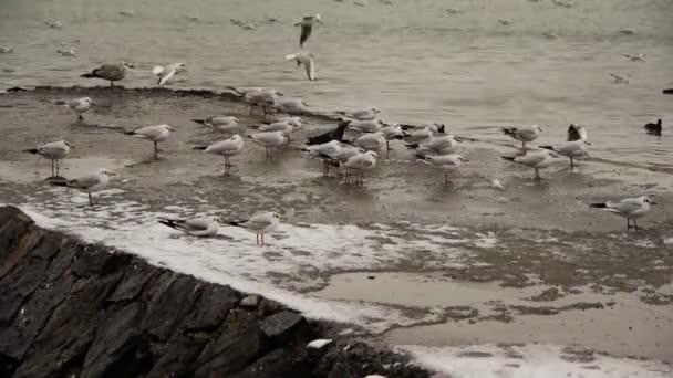 Winter Haven scène met flock van meeuwen — Stockvideo