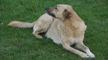 şirin köpek çim üzerinde oturur ve görünüyor