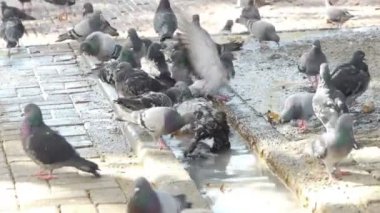 Güvercin kuşları şehir. arka plan üzerinde yürüyor