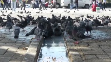 Güvercin kuşları şehir. arka plan üzerinde yürüyor