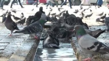 Güvercin kuşları şehir. arka plan üzerinde yürüyor