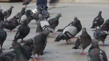 Güvercin kuşları şehir. arka plan üzerinde yürüyor