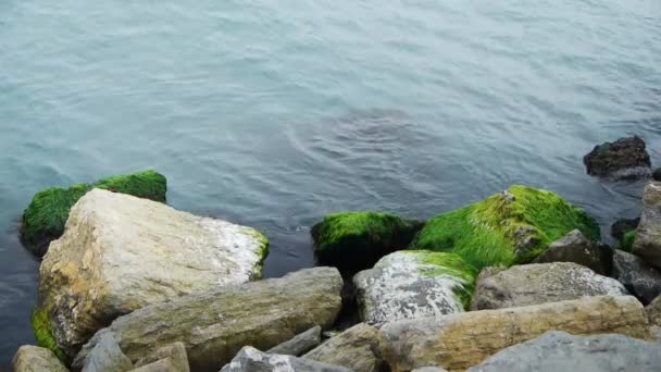 Mossed skalní vlny moře. — Stock video