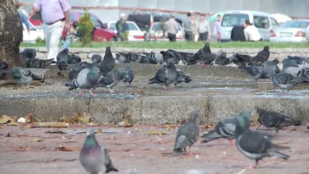 Des pigeons dans la ville. marchent sur le fond — Video