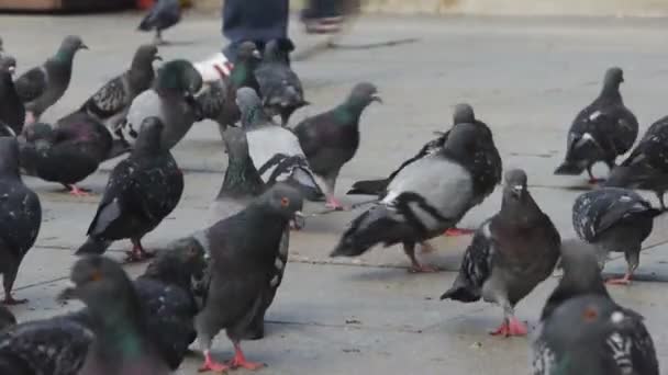 Ptaki gołąb w mieście. chodzą na tle — Wideo stockowe