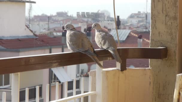 Dois adoráveis pombos sentam-se no corrimão da varanda, olham em volta — Vídeo de Stock
