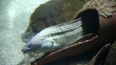 Sualtı mercan hayat