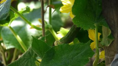 Çiftçi hasat salatalık gösterir