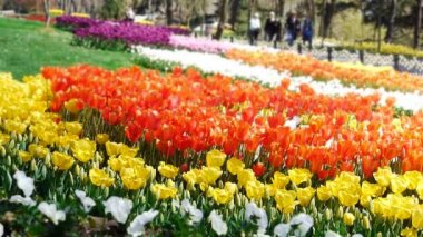 Bahçe güzel çiçekler doğaya