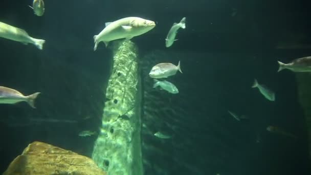 Korallenleben unter Wasser — Stockvideo
