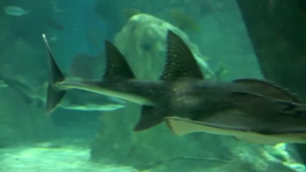 Requin dans la vie sauvage sous-marine — Video