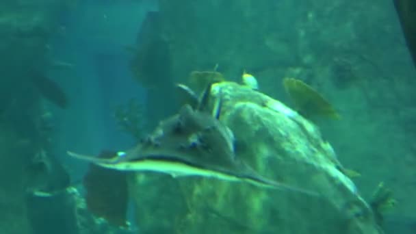 Tubarão na vida subaquática selvagem — Vídeo de Stock
