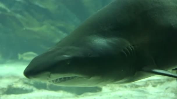 Requin dans la vie sauvage sous-marine — Video