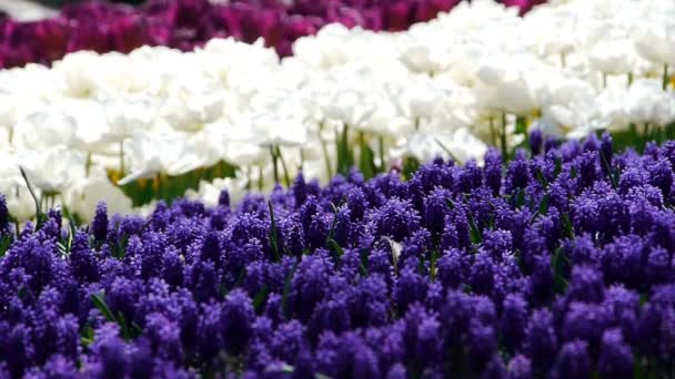 Jardín hermosas flores naturaleza — Vídeo de stock