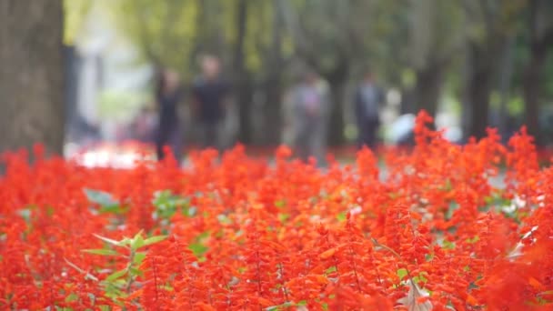 Giardino bellissimi fiori natura — Video Stock