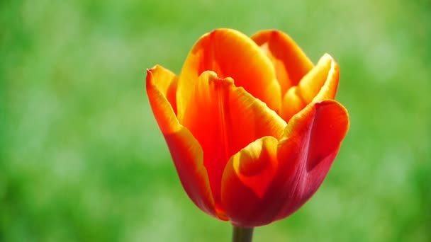 Tulipán virágok gyönyörű természet — Stock videók