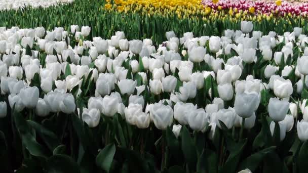 Trädgården vackra blommor natur — Stockvideo