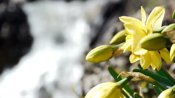 Parque de cascada naturaleza flores — Vídeos de Stock