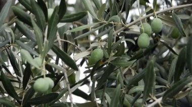 taze Zeytin bahçesinde büyüyen
