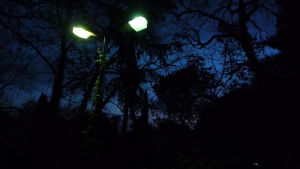 Gruselige Szene seltsame Farbe Licht Lämmer in der Nacht in der Landschaft — Stockvideo