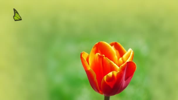 Tulip trädgård grön natur blommor — Stockvideo