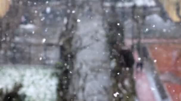 Neige hiver neige parc — Video