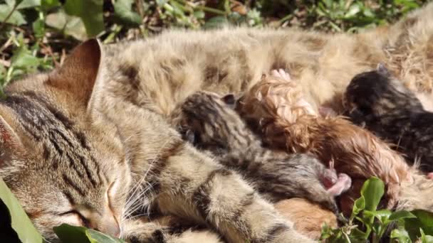 10 minuten oud pasgeboren kat baby — Stockvideo