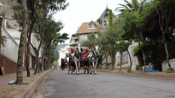 Riding phaeton — Stock Video