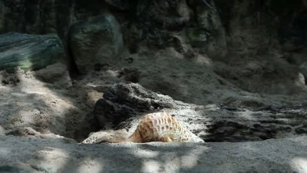 Erdmännchen in der Natur — Stockvideo