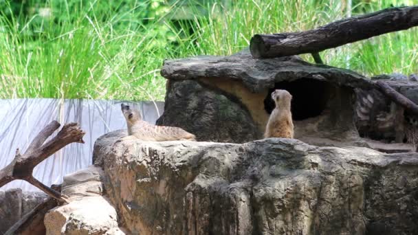 Meerkats i naturen — Stockvideo