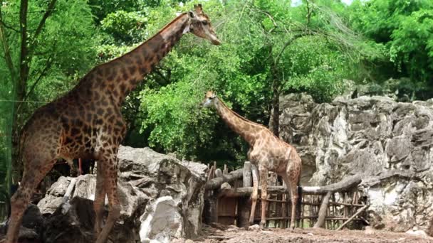 Giraffe couple — Stock Video