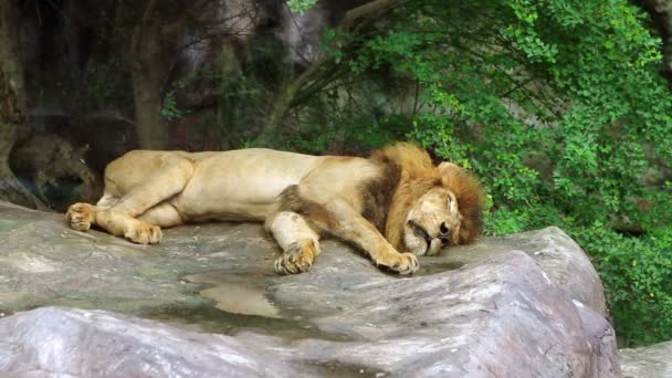 Lew śpiący — Wideo stockowe