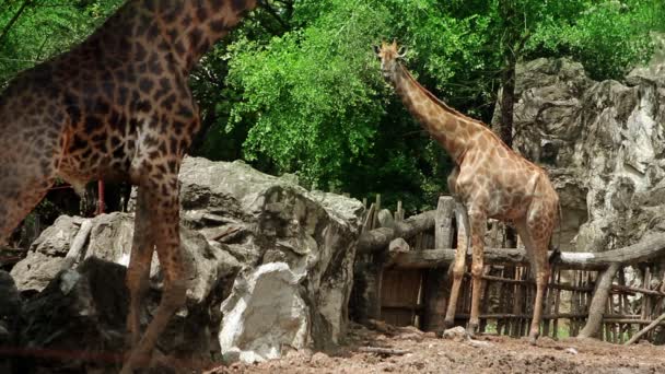 Giraffe пара — стокове відео