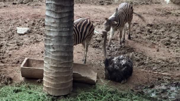 Straußenvogel mit Zebra — Stockvideo